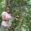 Uganda - Mount Elgon – Image 2